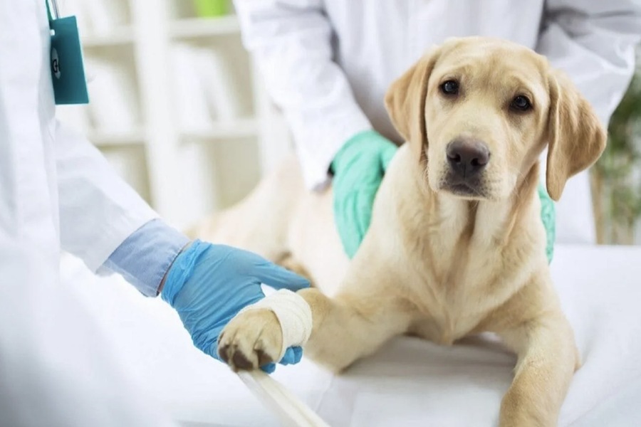 Sterilization of Female Dogs: Methods, Benefits, and Postoperative Care